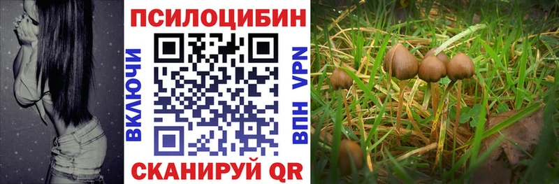 что такое   Волхов  mega сайт  Псилоцибиновые грибы GOLDEN TEACHER 